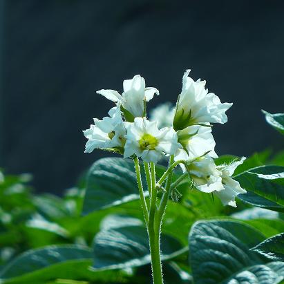 久しぶりのジャガイモ畑