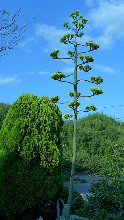 リュウゼツラン