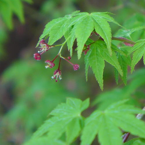 小さな、小さな春